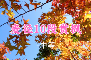成团！118元起！周六12.13【麦径10段13公里 】香港麦理浩径十段赏红枫 +港版千岛湖徒步
