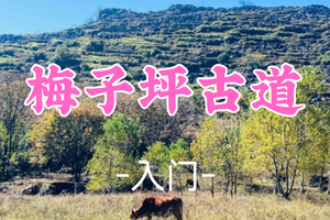 即将成团！118元起!  周六12.13【梅子坪古道9公里】阳山沙磅穿英德大湾梅子坪