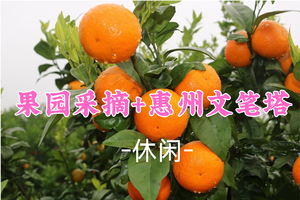 成团！69元起！周六12.13【采摘沃柑】沃柑采摘自由+惠州文笔塔-衡水渡码头，品尝惠州美食