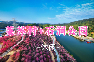 即将成团！新线！79元起！元旦1.2【休闲】莱苏村紫花风铃木+新会石涧公园落羽杉