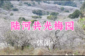 即将成团！新线！89元起！周日1.11【休闲】赏梅花论梅花，游陆河县共光世外梅园