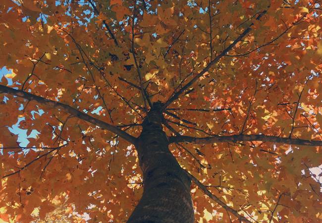 五五户外麦理浩径十段大棠枫香 五五户外麦理浩径十段大棠枫香