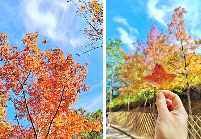 1702261835151045123.jpg 2.jpg