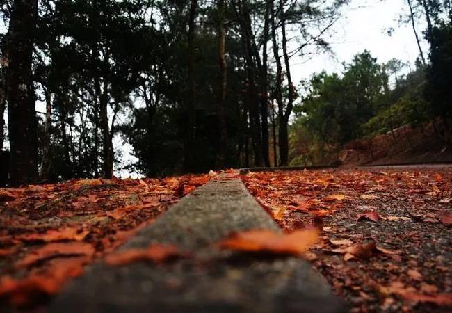 五五户外麦理浩径十段大棠枫香 五五户外麦理浩径十段大棠枫香