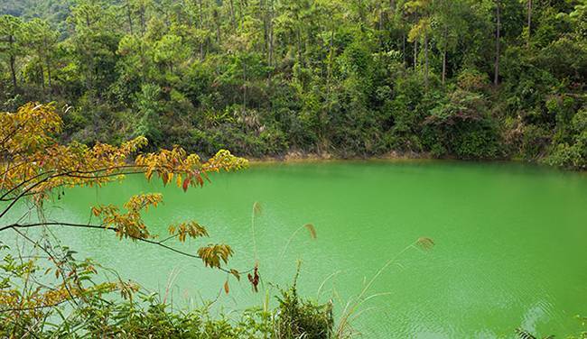 五五户外麦理浩径十段大棠枫香 五五户外麦理浩径十段大棠枫香