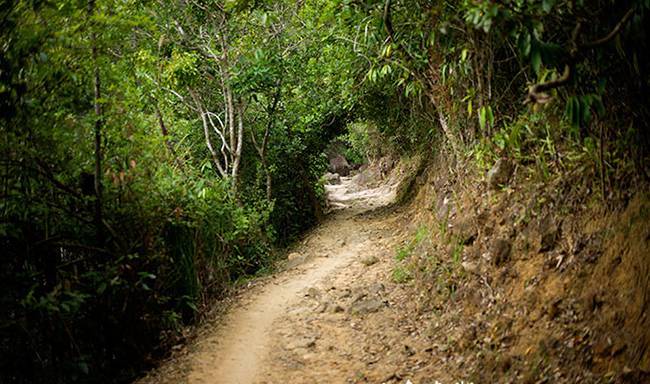 五五户外麦理浩径十段大棠枫香 五五户外麦理浩径十段大棠枫香