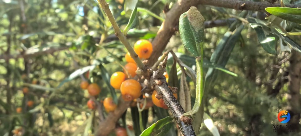 Nw5qMjQru3cPSq2y_DoNaN8uE6hfacAV9WXx2i9lvGyozITQlN5fX3Lzn0RsF-bL