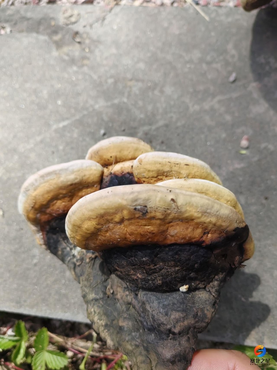 een2U2VYCqulkIWAwcmTcO_4QlPLyfIf9N4BGlYclTA1NiQ9AAPnUVLEjAZlAh_5