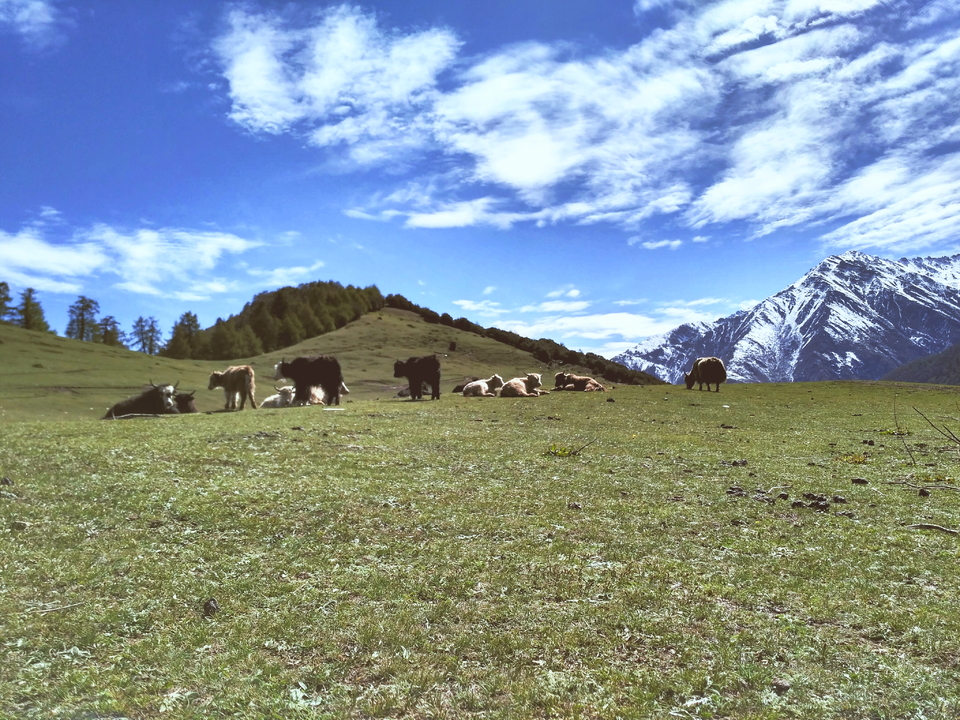 mmexport1463478351484