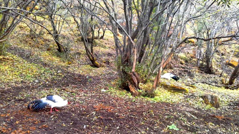 mmexport1476279598539