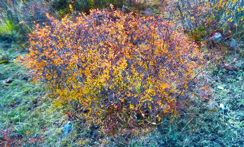 IMG_20161024_095949_HDR