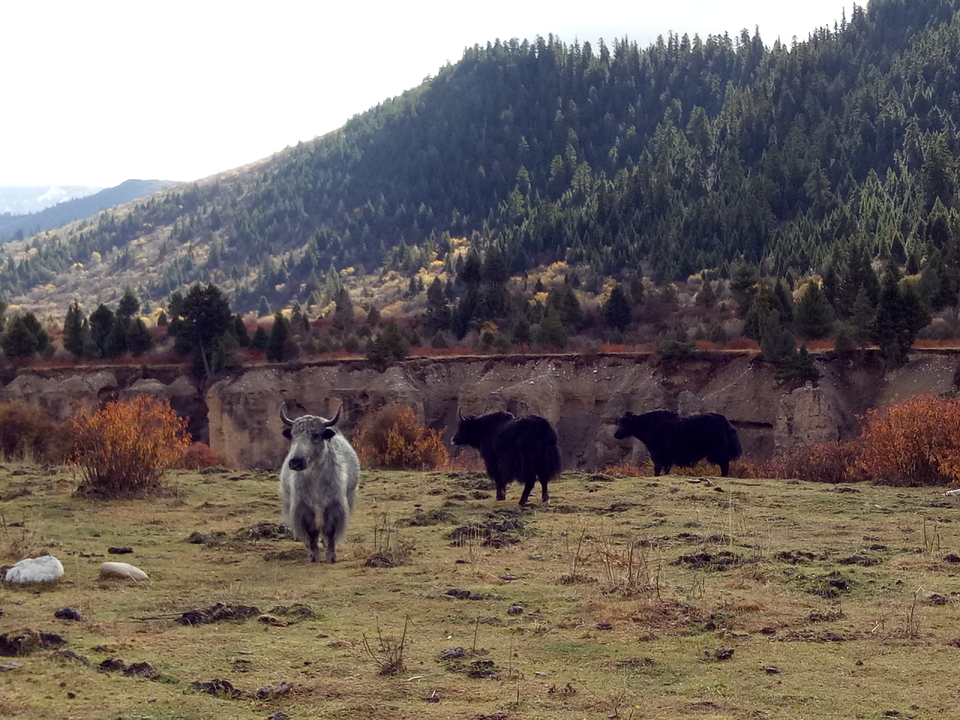 IMG20161024100535 - 副本