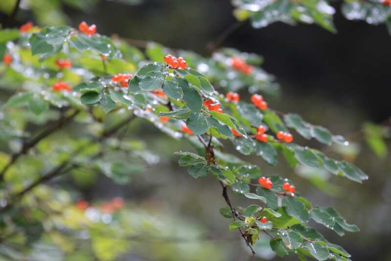 3A668D45-F2B5-45FA-95B9-44B3263FF5E4-2976-000004412A19D4F6_tmp