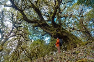 【哀牢山秘境】哀牢山原始森林探索+元阳梯田徒步5日
