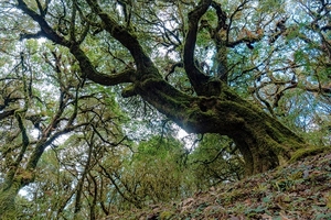 【哀牢山秘境】哀牢山原始森林+抚仙湖环湖轻徒步3日