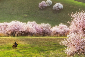 【伊犁杏花 】吐尔根+那拉提冰百合+大西沟杏花+独山子大峡谷+赛里木湖2-8人团6日游