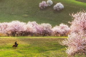 【伊犁杏花 】吐尔根+那拉提冰百合+大西沟杏花+独山子大峡谷+赛里木湖2-8人团6日游