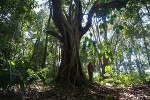 【西双版纳】热带雨林徒步4日轻徒步