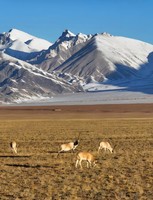 甘青丝路寻梦五日游