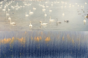 邂逅天鹅·寻味潼关一日游|三门峡天鹅湖+潼关博物馆