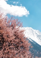 林芝桃花·雅鲁藏布·布宫7日全景游