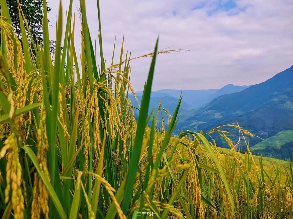 微信图片_202208070028228167176597737416