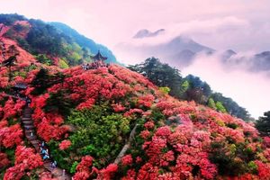 独一无二的麻城杜鹃花路线【4.19-26】鄱阳湖徒步、赏黄梅戏，寻迹东坡、屈原，错过再等一年