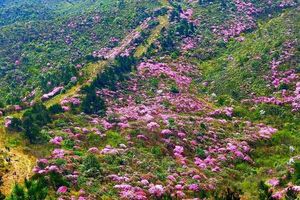 江西坳秘境【4.12-18探路团】徒步茶盐古道赏万亩云锦杜鹃，湘赣边陲井冈山徒步深度游