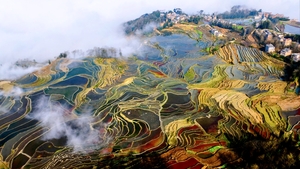 【春节云贵2期】罗平花海、外桃源坝美、普者黑、元阳梯田、九龙瀑布、万峰林，休闲徒步