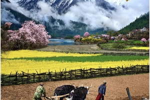 3.22-30【越野车·穿越莲花秘境】墨脱+幽秘桃花+白玉牧场+来古冰川