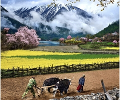 3.22-30【越野车·穿越莲花秘境】墨脱+波密50公里桃花秘境+白普龙沟+来古冰川