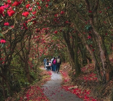 【新.探路团】百里杜鹃“野线”休闲徒步、宇宙星空洞、百年木吊桥、十二背后、赤水大瀑布，三丰原创线路，如有雷同，绝对抄袭