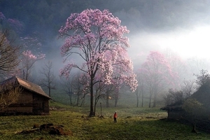 画中行|辛夷花【4.12-19】徒步藏王寨秘境花海：天下最险道观-米仓穿云道-龙源古蜀道-恩阳古镇