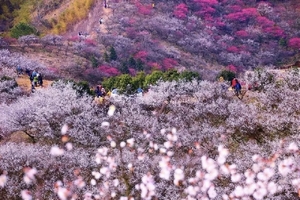 2期【江南早春】鼋头渚-南浔古镇-虎丘-寒山寺-梅花沟-米积村-笄山竹海-太极洞-双林三桥-陶二厂
