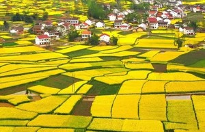 3.21-25【自驾-秦岭春摄】朱鹮梨园-洋县油菜花-唐家湾-元墩龙湾-西乡茶园-凤堰古梯田-骆家坝古镇