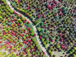 3.21-28【小众渝东南】七彩蘑菇树-阿依河-龚滩古镇-红石林-川河盖-蒲花河-鬼王石刻-黄金谷-白鹤梁-816核工程