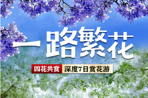 4月云南赏花 | 丽江、桑岭村流苏花雨、兰坪罗古箐、马象公路杜鹃花海、秘境哀牢山、易门绿汁镇凤凰花、昆明蓝花楹