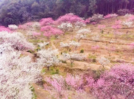 【2.22龙阳路御桥周浦万达】 行萧绍古道，赏吉山梅花