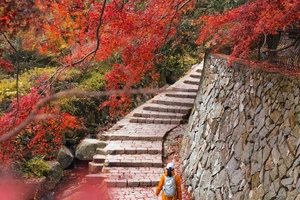 已成团【12.20两人同行128】莫干山红枫染红了整个秋天，老洋房秋色蒋公道徒步