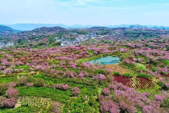 【4.5川沙御桥周浦】大岚古道，漫步浪漫樱花林