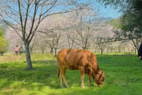 【4.2惠南新场周浦】隐秘山间的樱花谷-苏州谭东