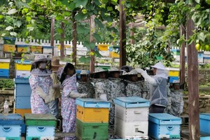 【蜜蜂大世界】4月25日/26日『童行万里-寻蜂探蜜』走进巢穴部队 破译蜜蜂交流密码 蜂蜜手工制作diy(1日)