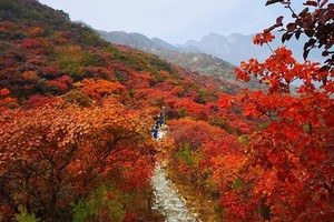 周末1日【药王谷】户外驴友口口相传药王谷红叶の2025醉美赏红叶线路-6公里环线赏奇景胜境