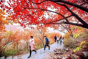 周三/周末1日【坡峰岭】华北第一红岭-万亩黄栌层林尽染-漫步红色海洋