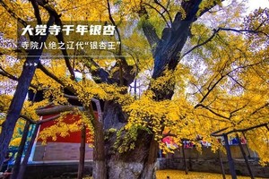 周末1日【广化寺】京门铁路-广化寺-西山古道-琉璃渠10公里徒步-大觉寺赏枫叶和千年古银杏树