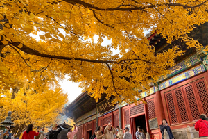 周末1日【红螺寺】红螺寺银杏の千年古刹-祈福纳祥-登山赏景-雁栖湖观景台