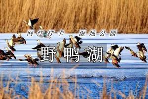 周末1日【野鸭湖】网红打卡拍出芦苇漫天の北京城郊藏着的大西北-永宁古城-柳沟豆腐宴
