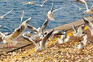 周末1日【天津海鸥】老码头海鸥の打卡意风区-五大道-古文化街-瓷房子-摩天轮