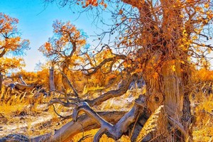 7日【秋色胡杨林•大海道】大海道全景-水源地-风蚀柱群-伊吾胡杨林-沙漠星空营地-麻扎村-江布拉克-金色雅丹滩