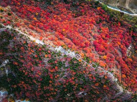 周三/周末1日【舞彩浅山】逐秋之舞彩-尽享秋日红叶盛宴-小众原生态打卡